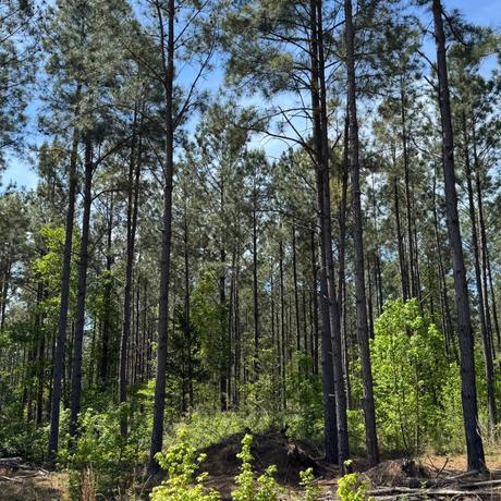 North & South Carolina Timberlands