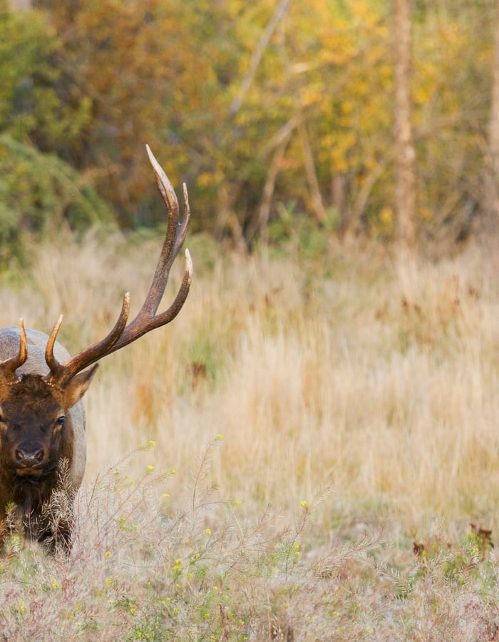 Wildlife Services