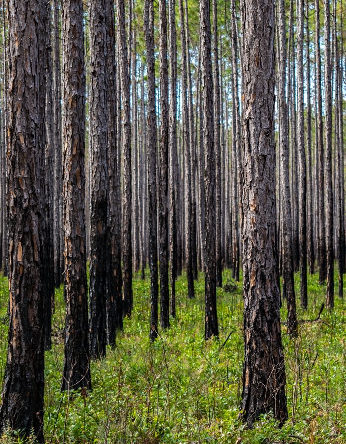 Reforestation / Silviculture