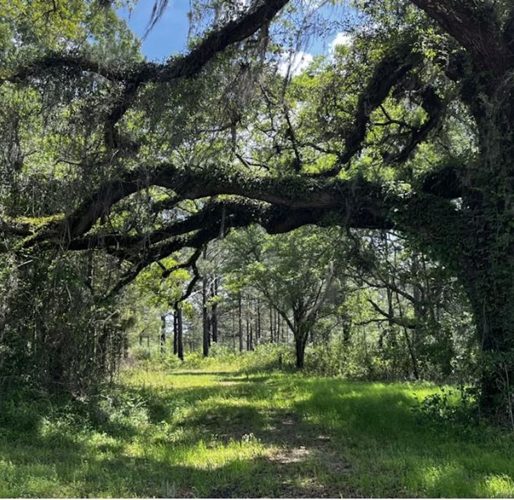 Grassy woods trail under a sprawling live oak draped in vines and Spanish moss, with a pine stand beyond on a sunny day.