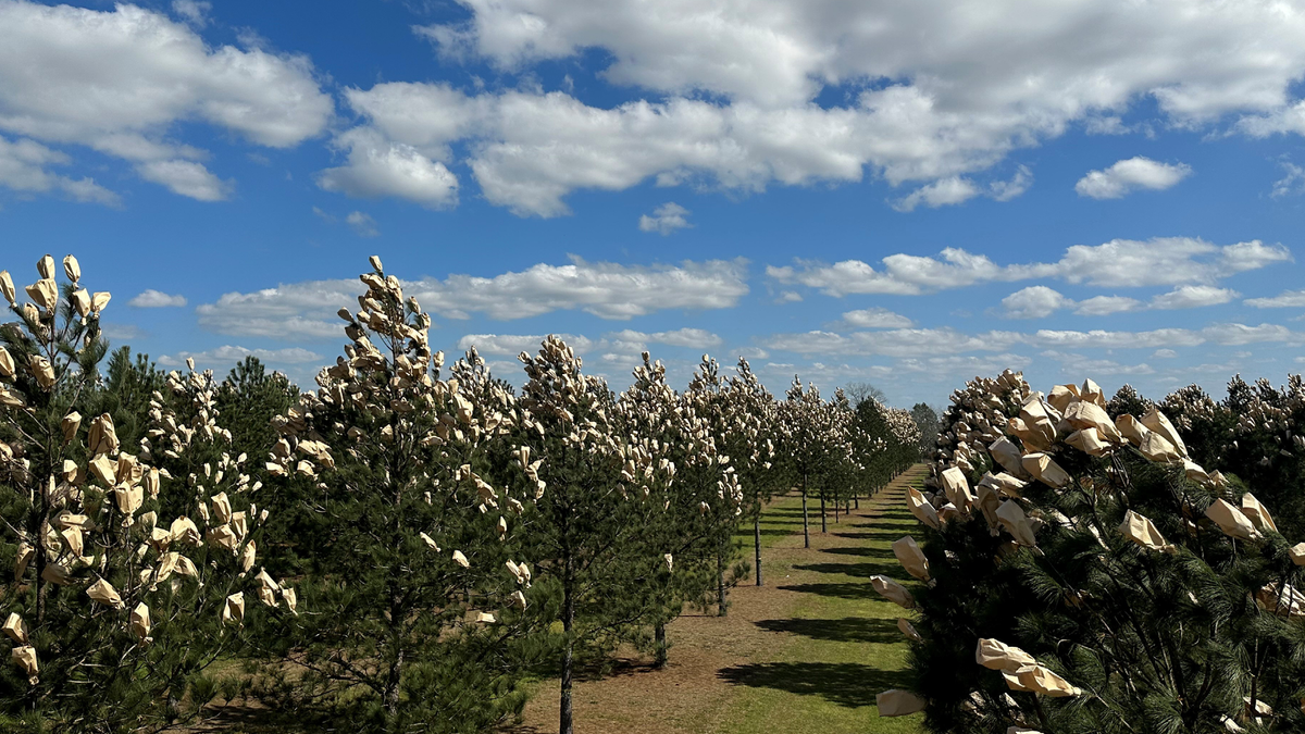 4 Tree Genetics AFM News
