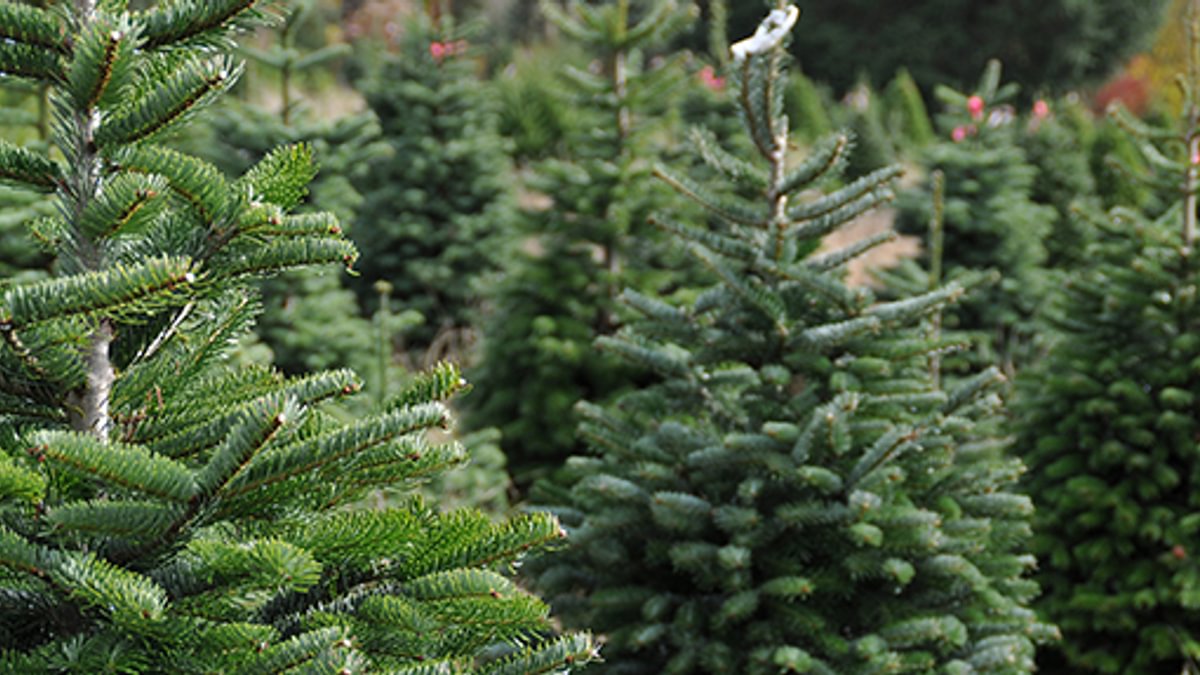 12 7 Christmas Tree Farm