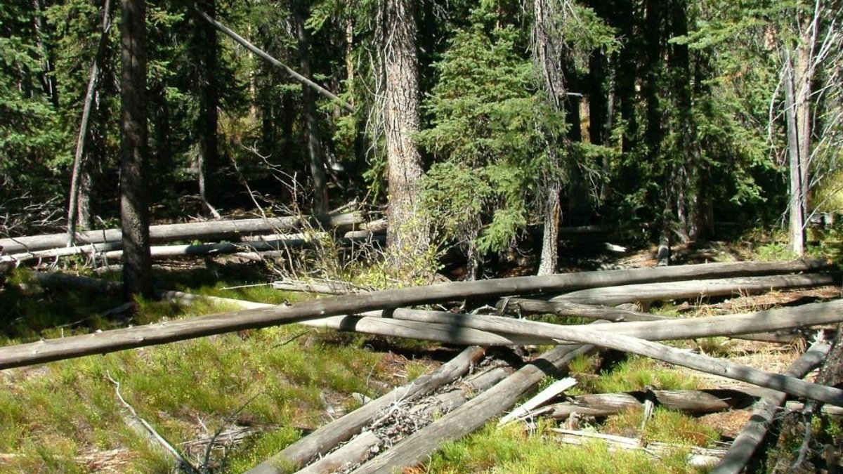 Timber