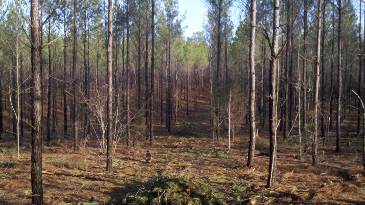 Timberthinning NEWS