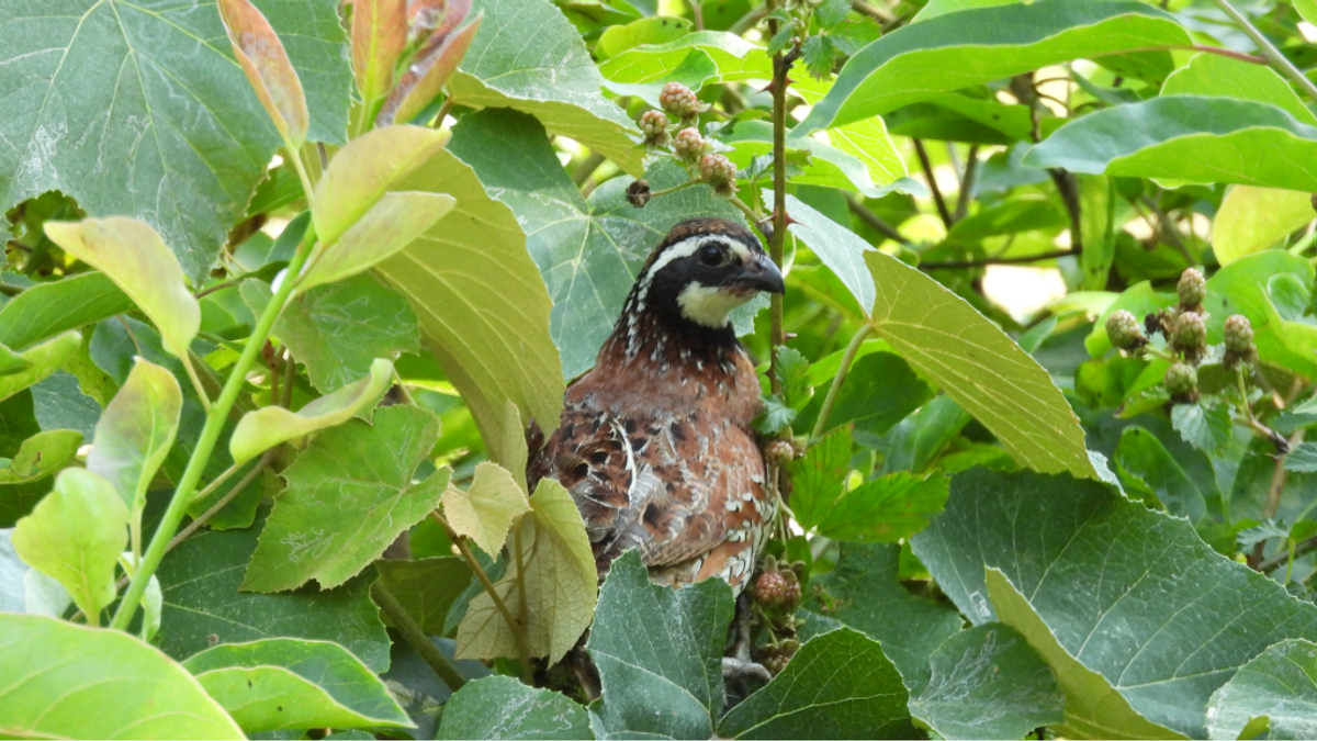 Timberandwildlife NEWS