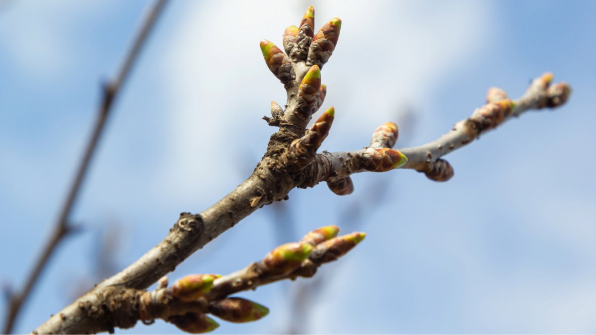Treeoutofdormancy NEWS