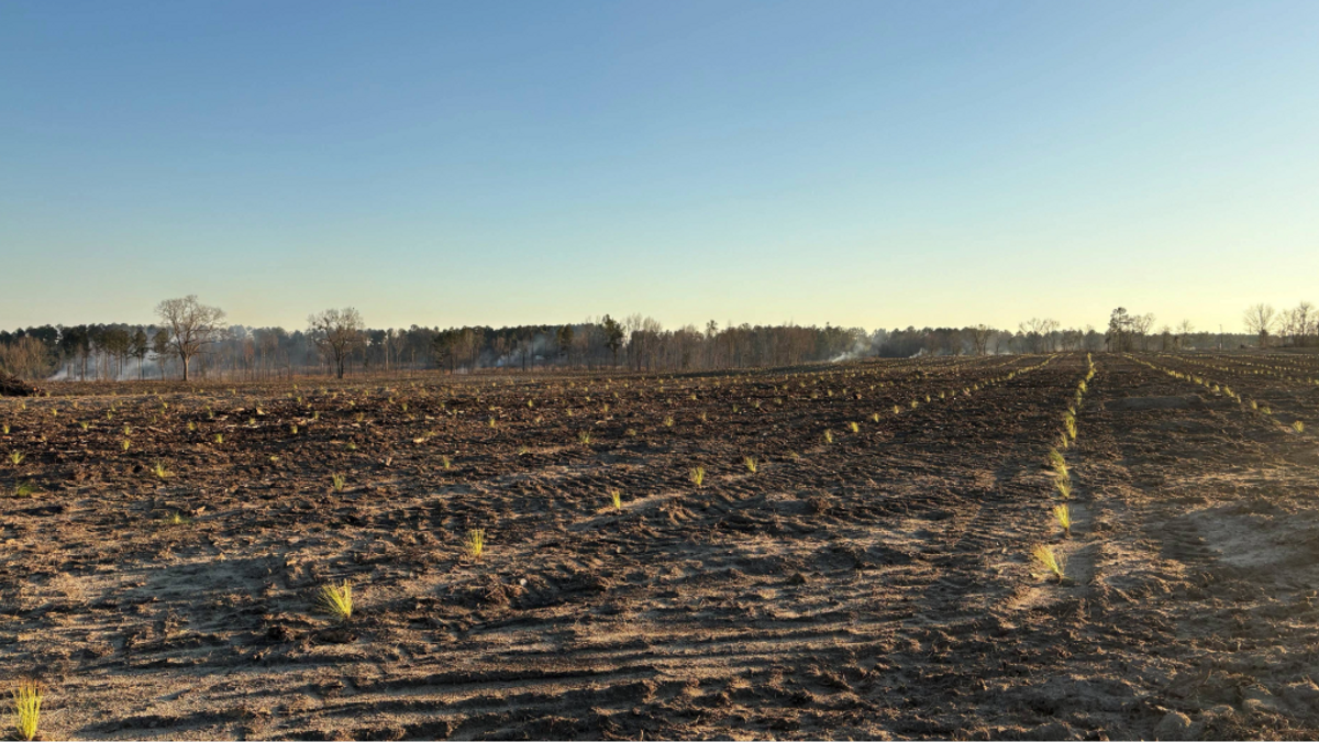 Treeplanting NEWS