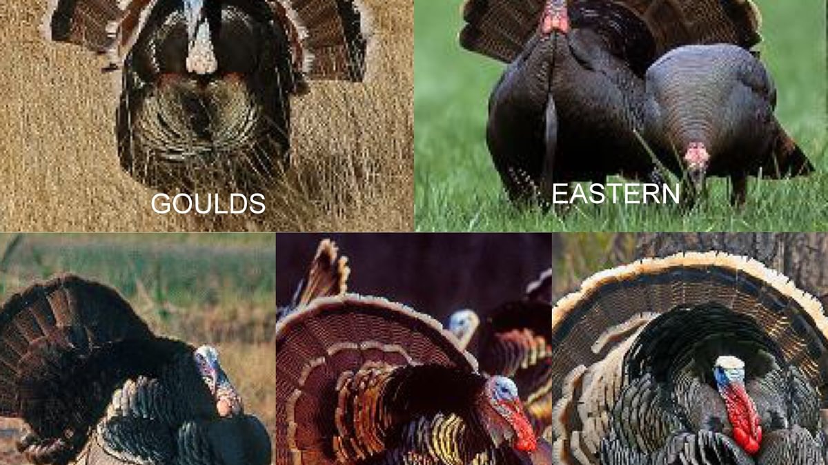 Turkeylabeled