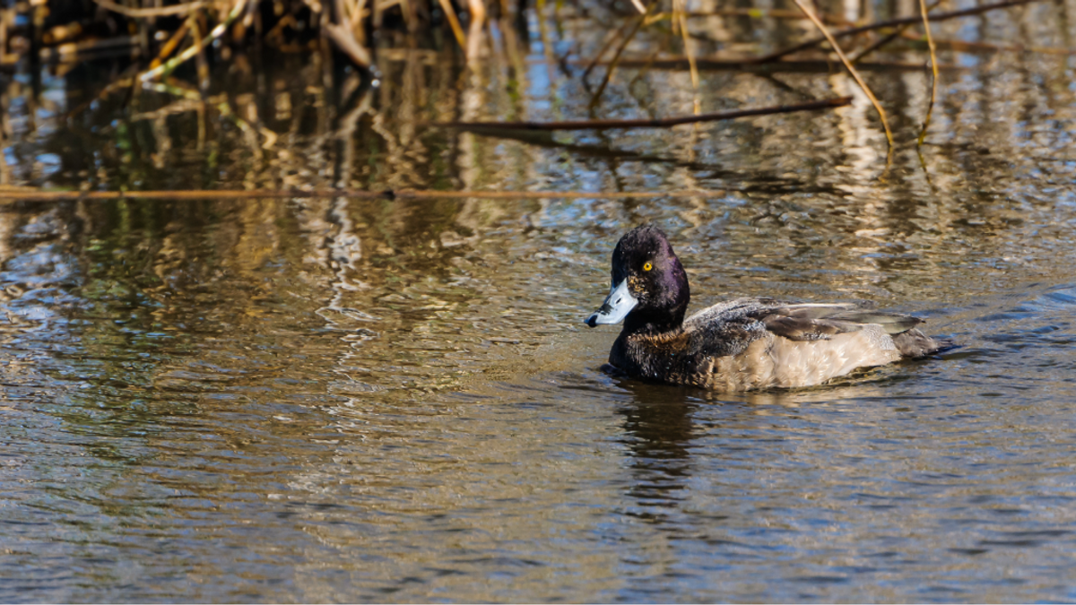 Waterfowl NEWS