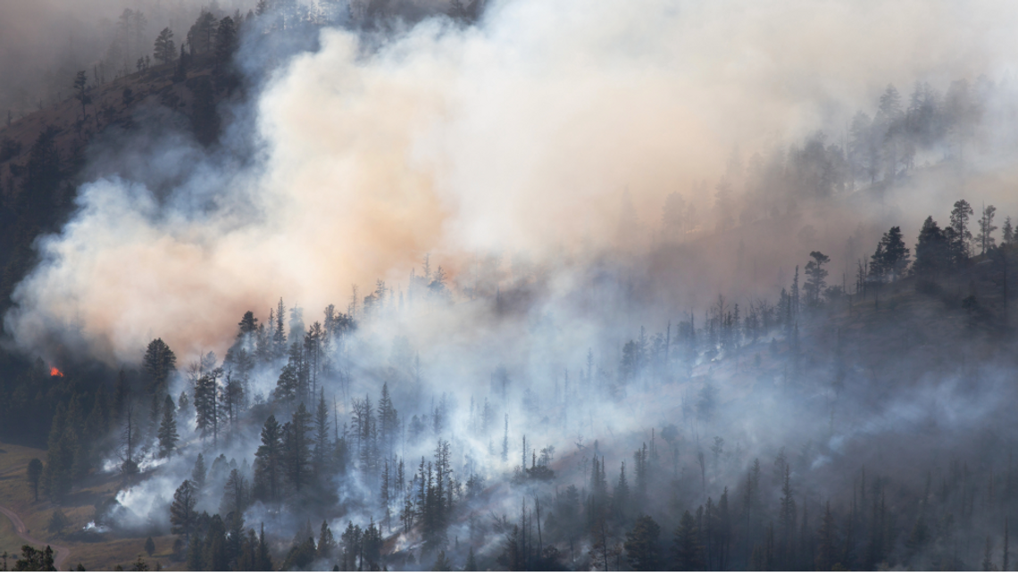 Wildfire NEWS