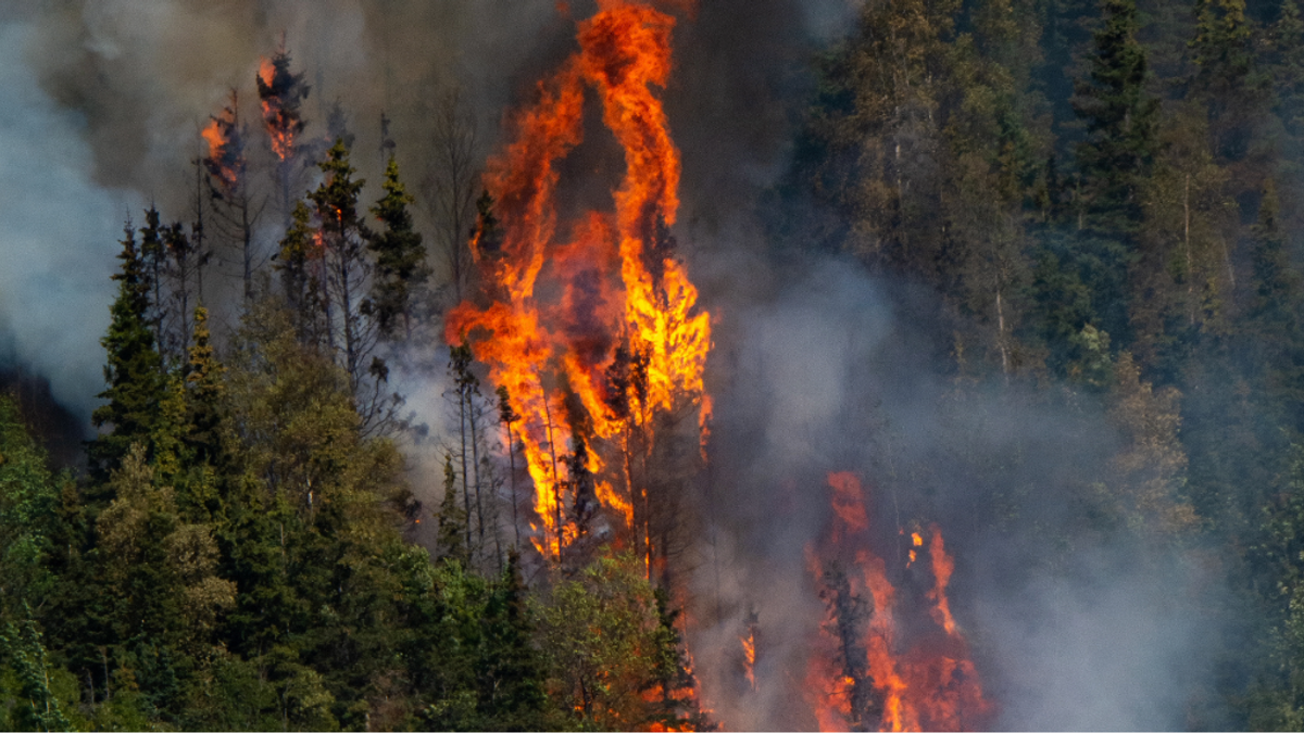 Wildfireprevention NEWS
