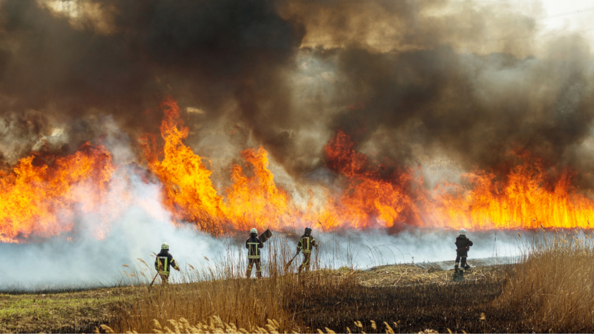 Wildlandfire NEWS