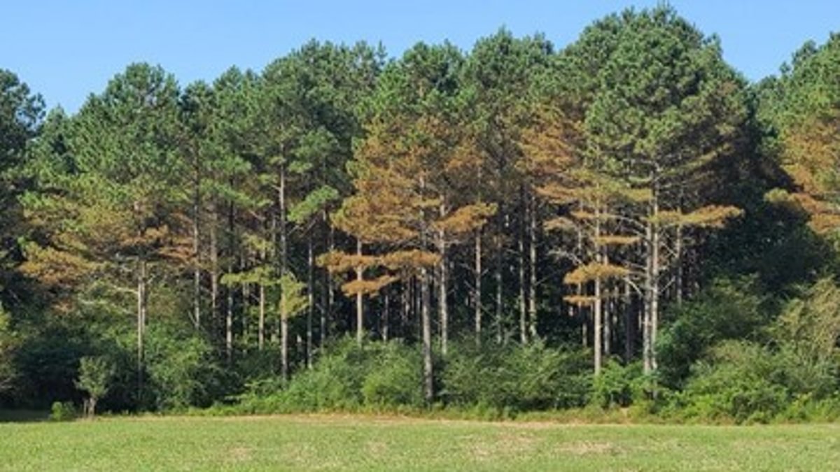 Brown Spot 2