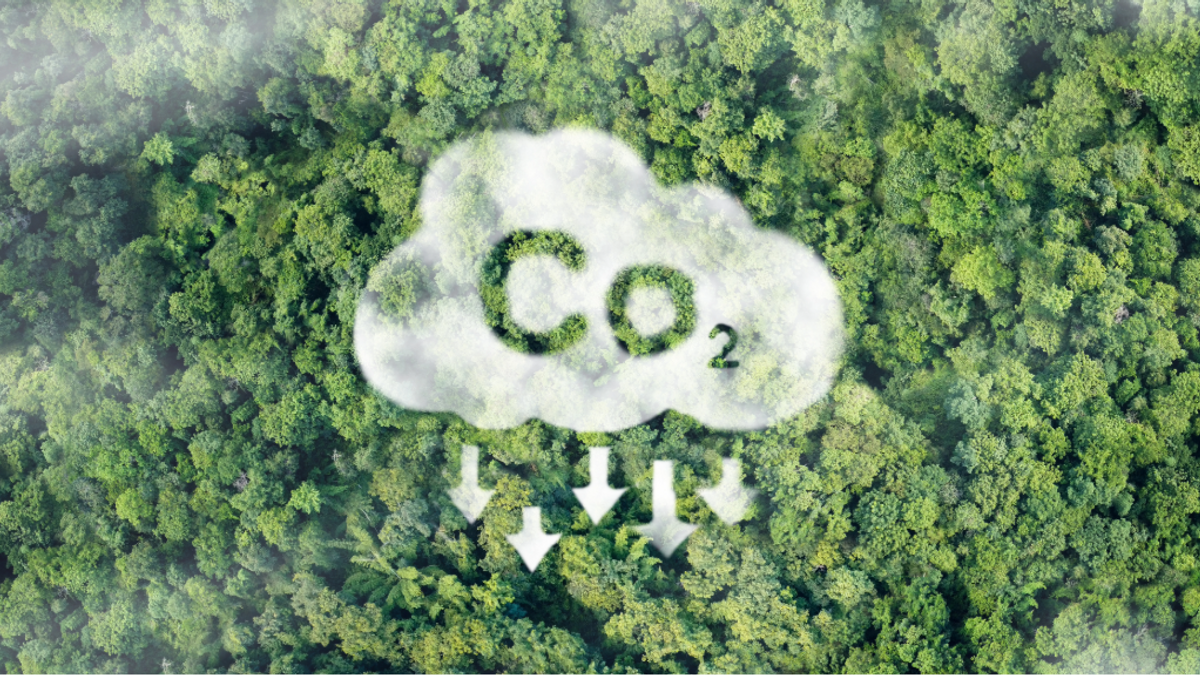 Carbon NEWS