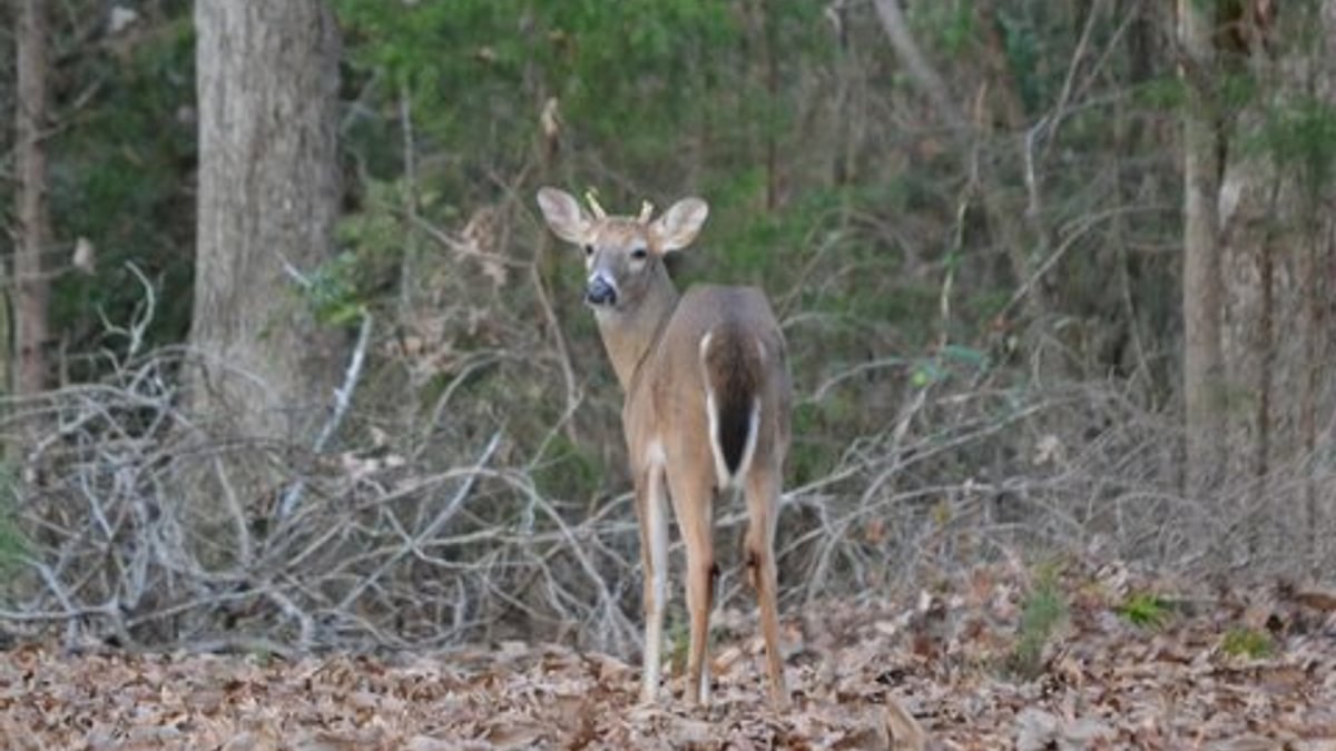 Cull Photo