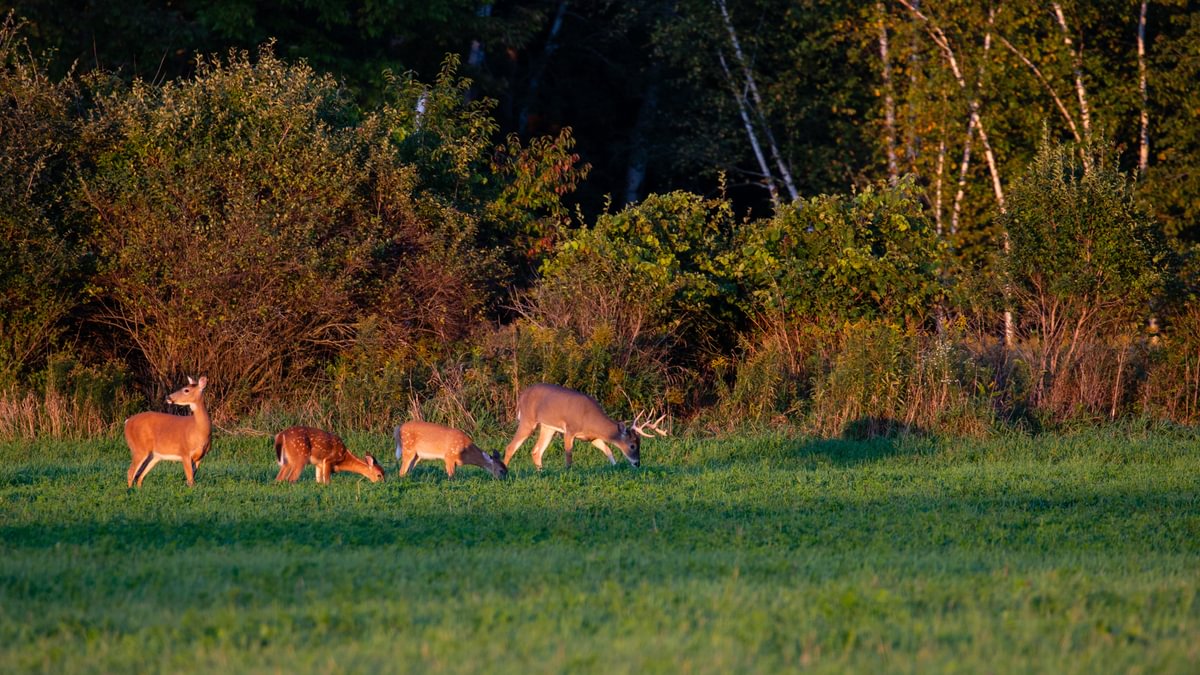 Deer Diet