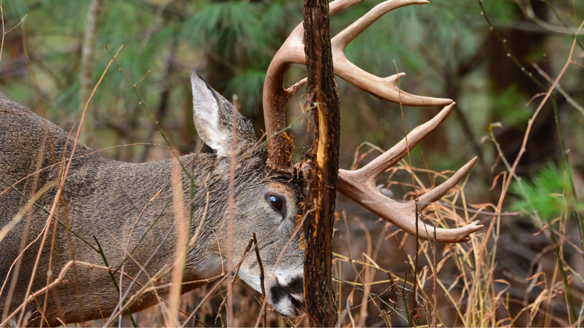 Deer 17