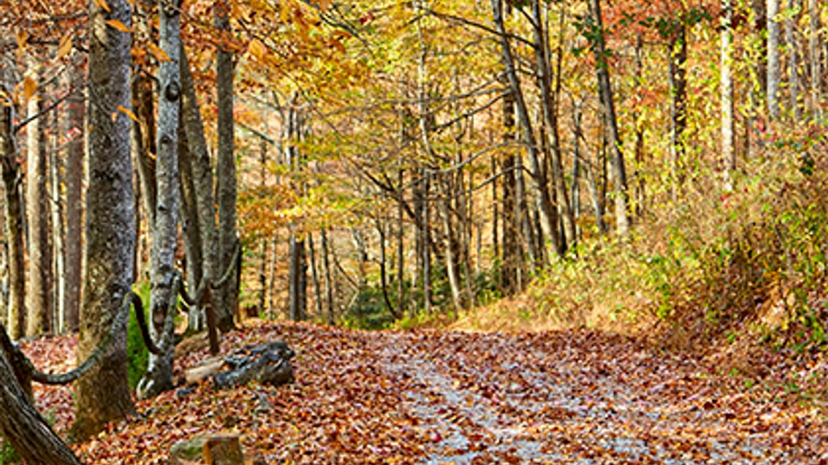 Fall tnnc1061