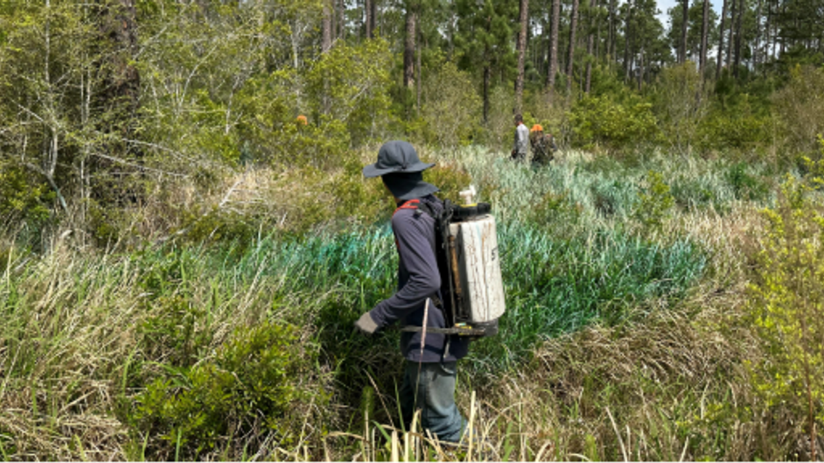 Invasivespecies news