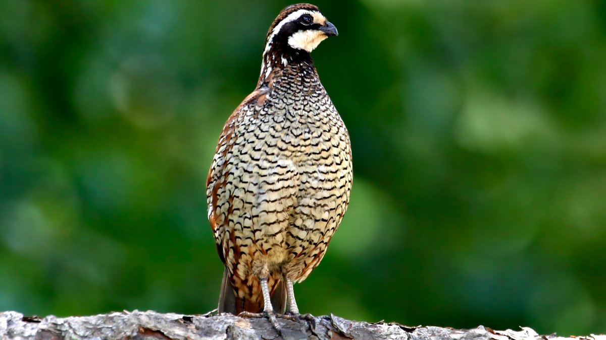 Quail