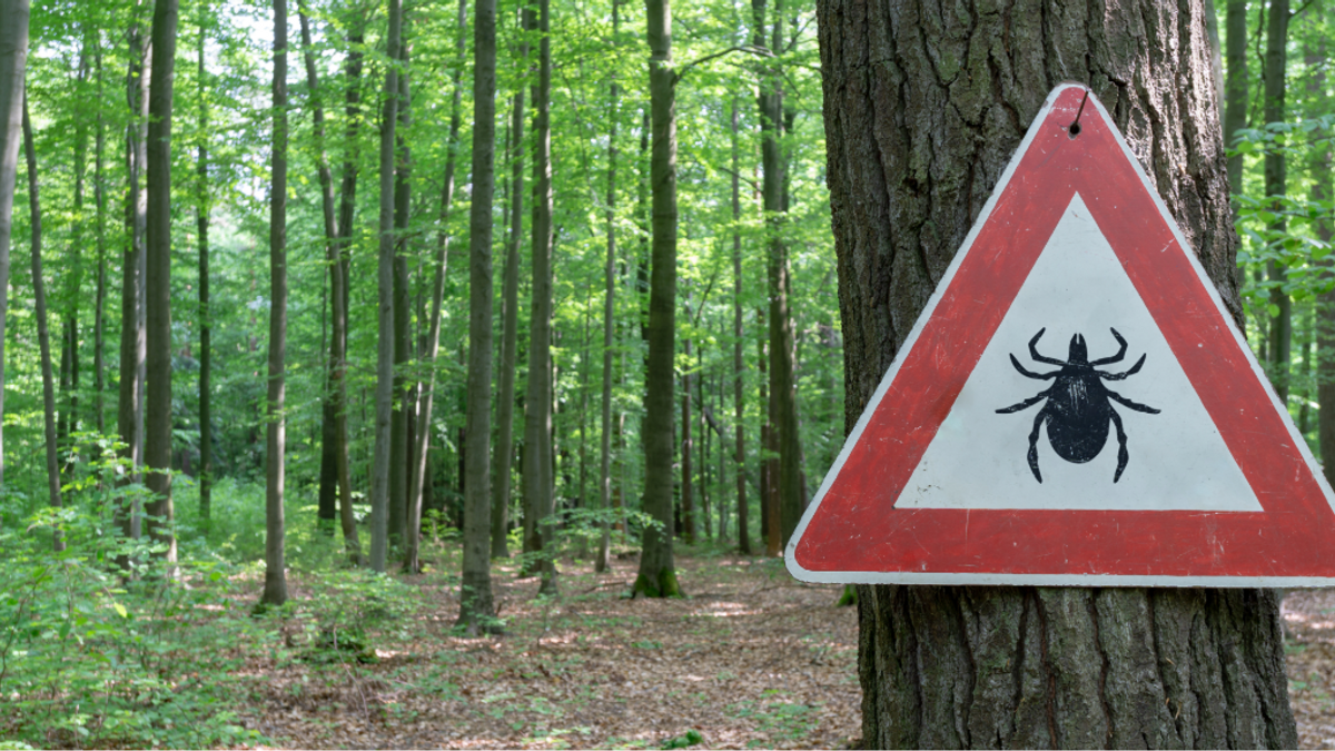 Ticks NEWS