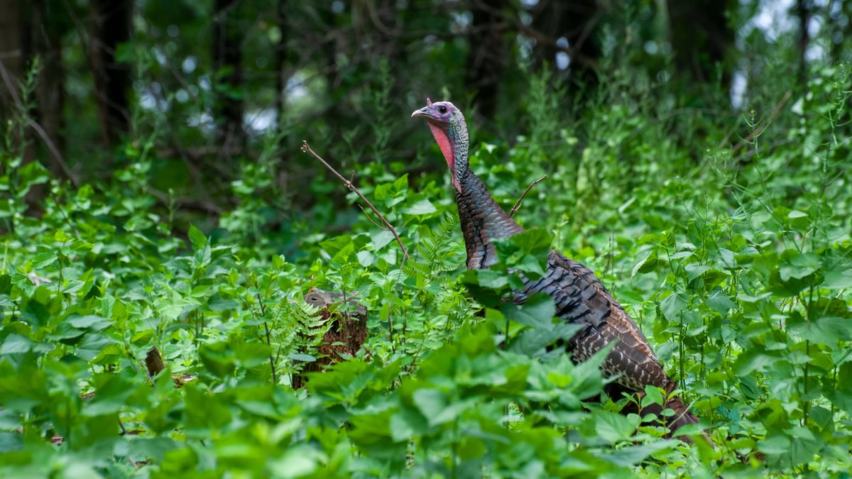 Turkey