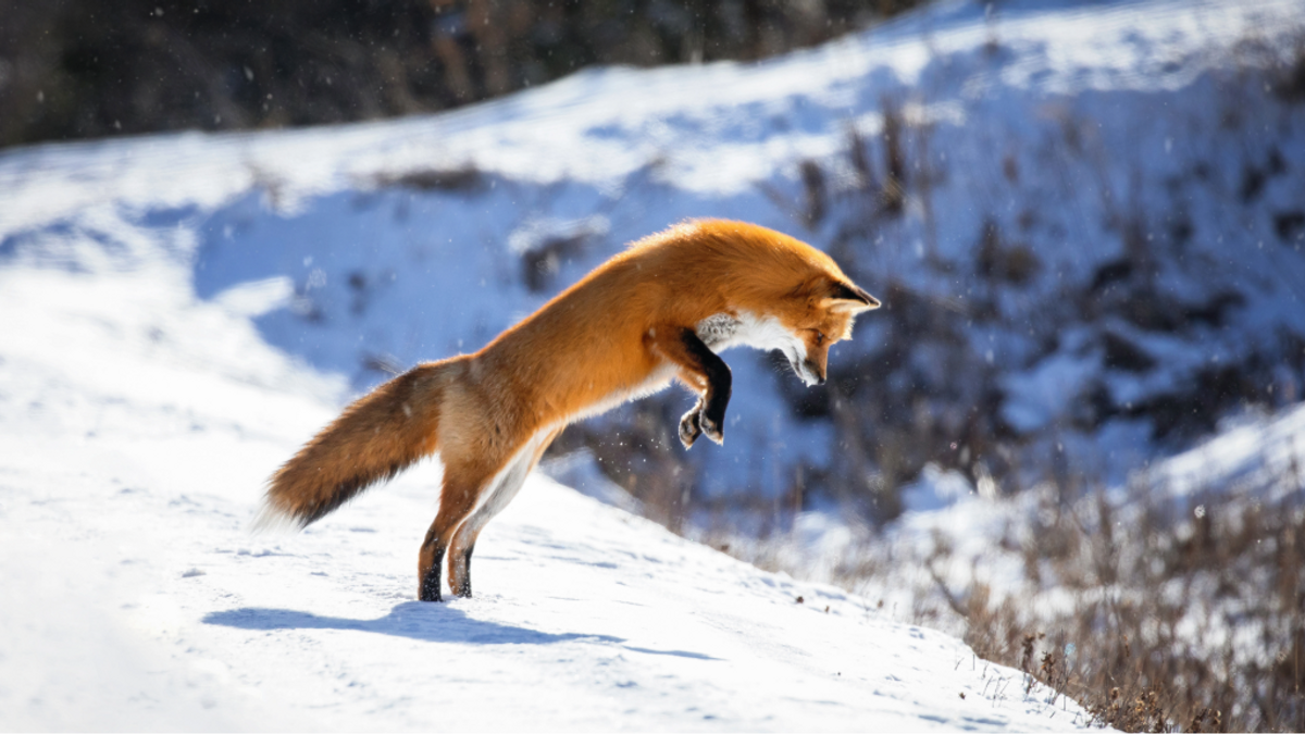 Wildlifein Winter NEWS