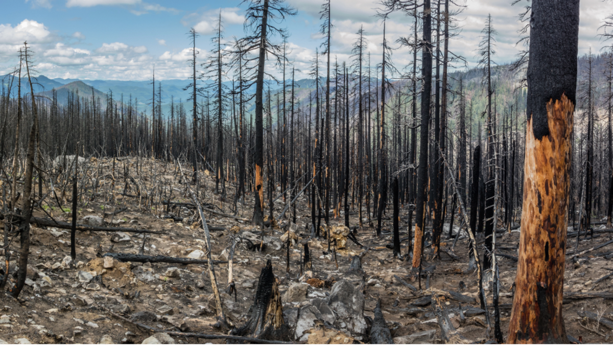 Afterawildfire NEWS
