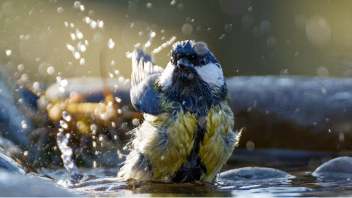 Animalsandheat NEWS