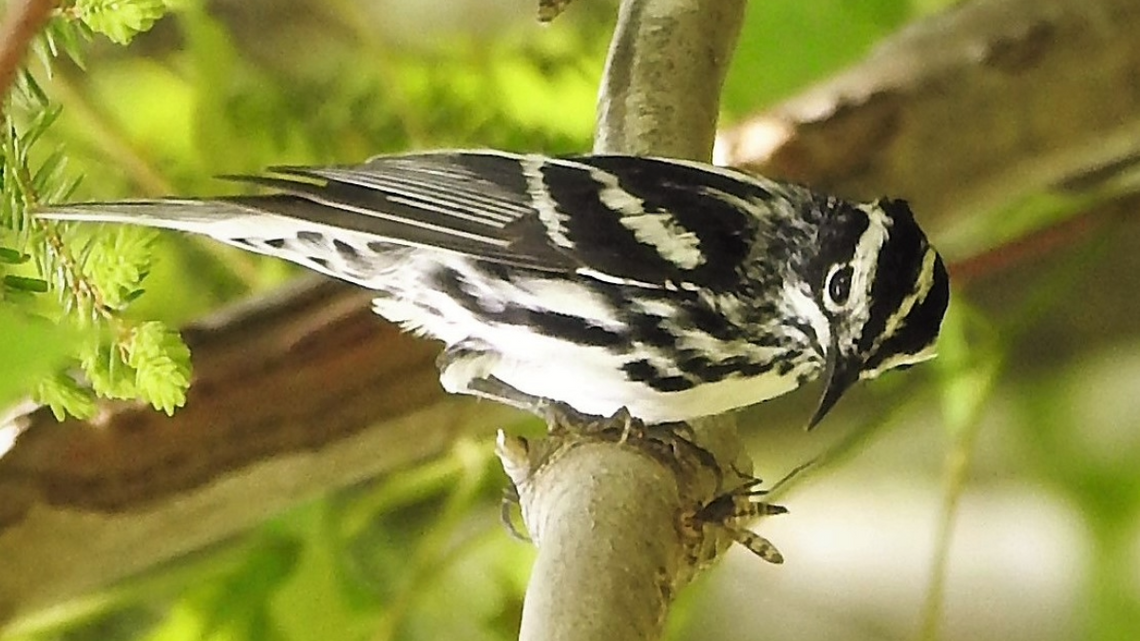 Birdmigration NEWS