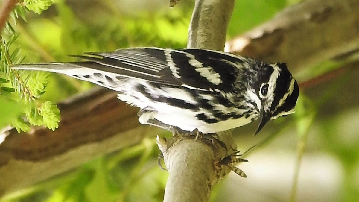 Birdmigration NEWS