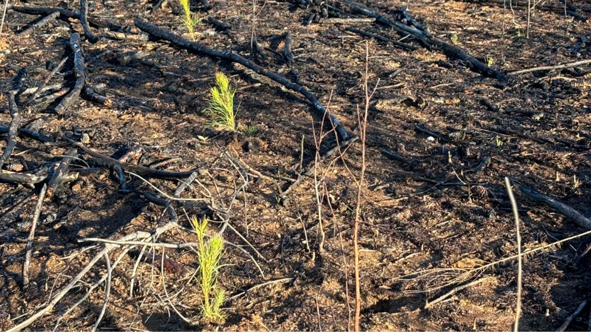 Clearcut NEWS