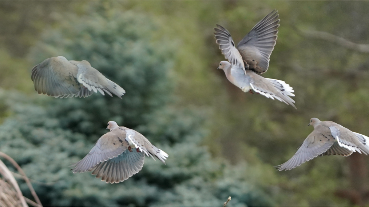 Dovefields NEWS 1