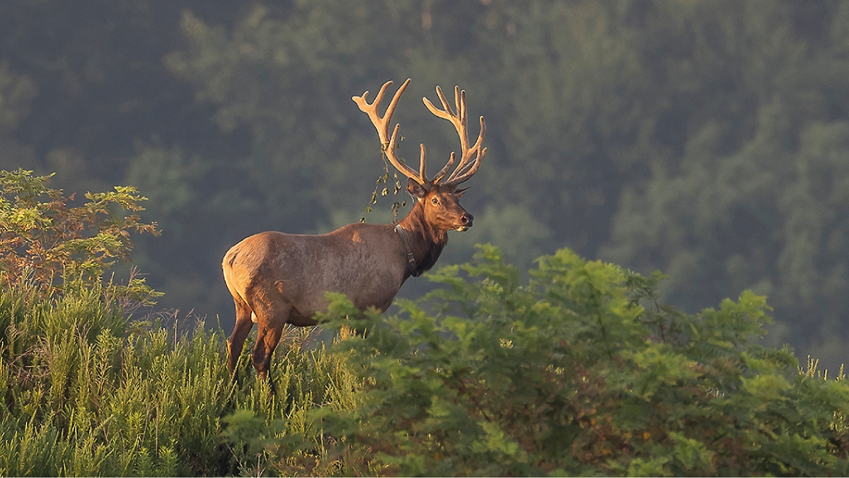 Elk NEWS