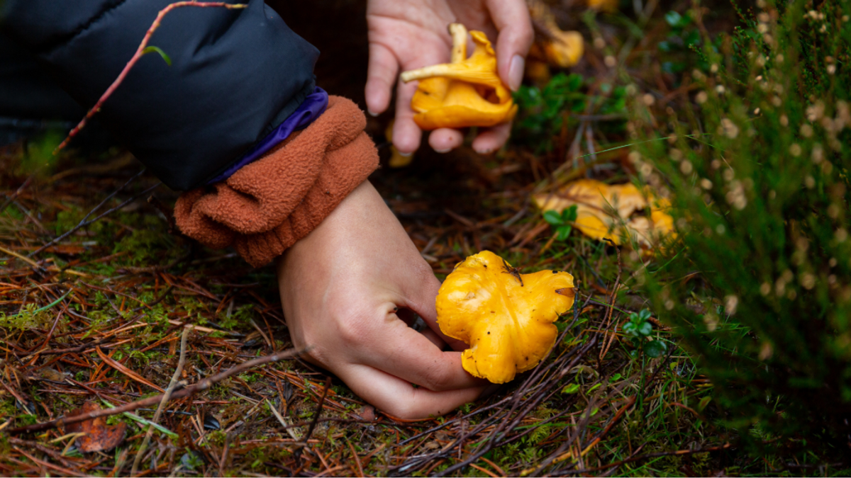 Fallforaging NEWS