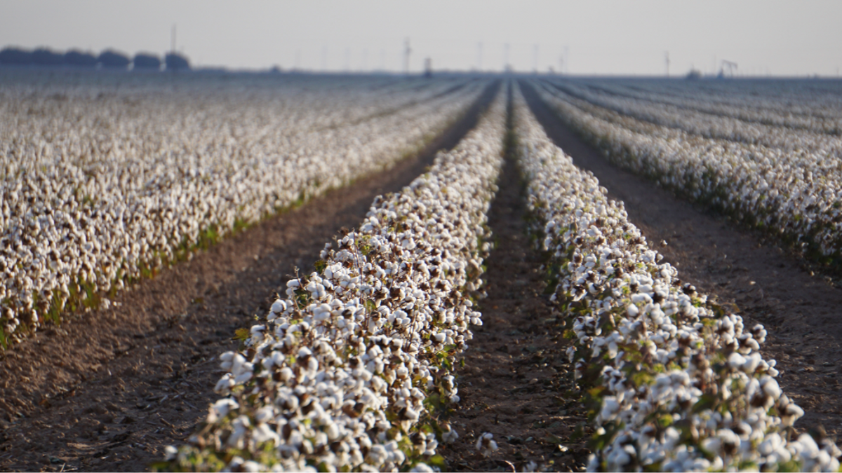 Farmprojections NEWS