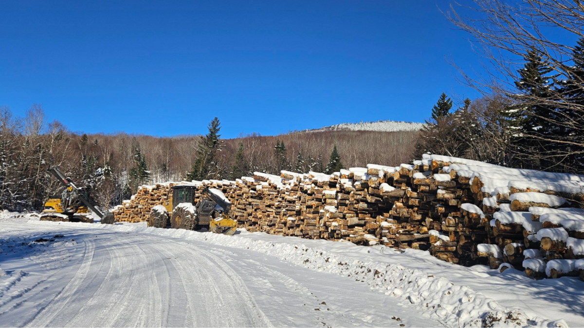 Forestersinwinter NEWS