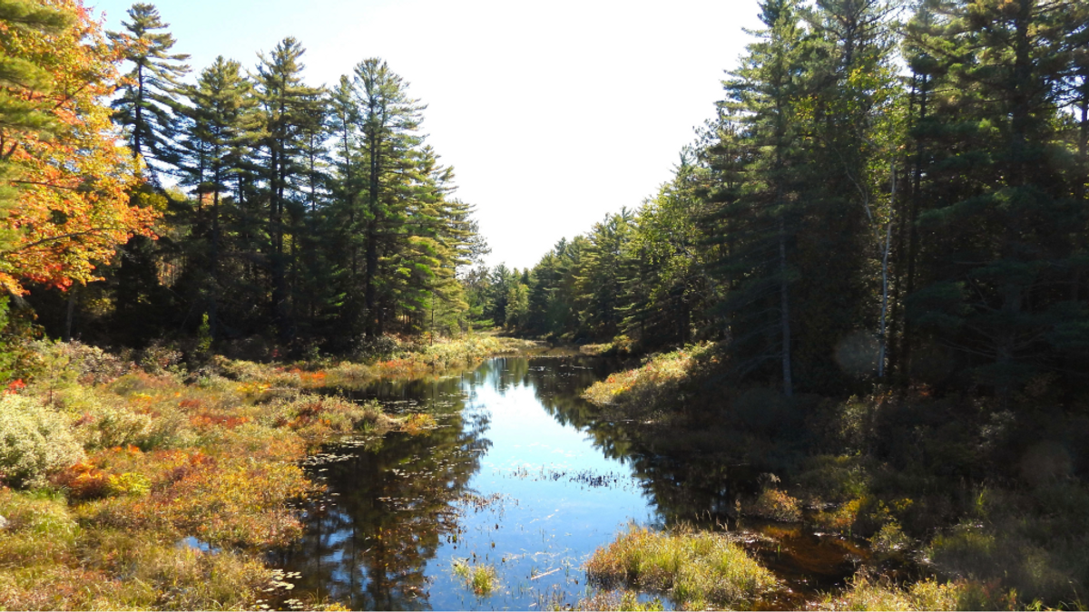 Forestmanagement NEWS