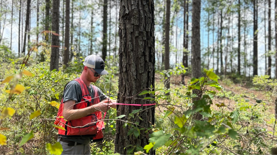 Forestrymyths NEWS