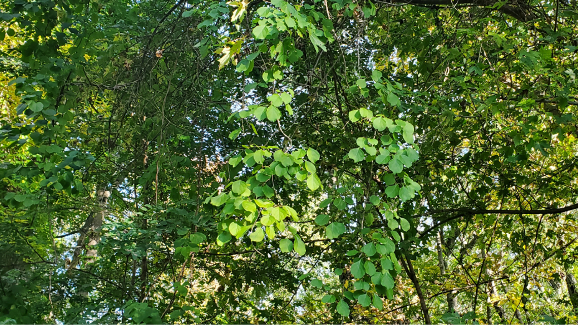 Invasivespecies NEWS