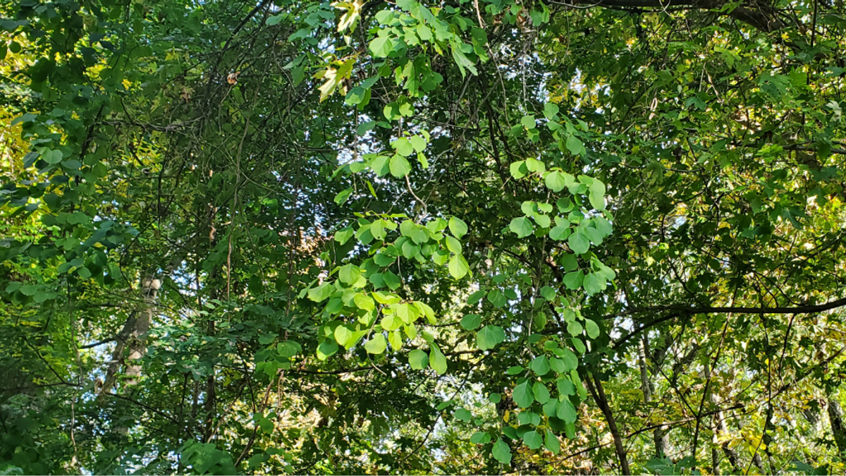 Invasivespecies NEWS