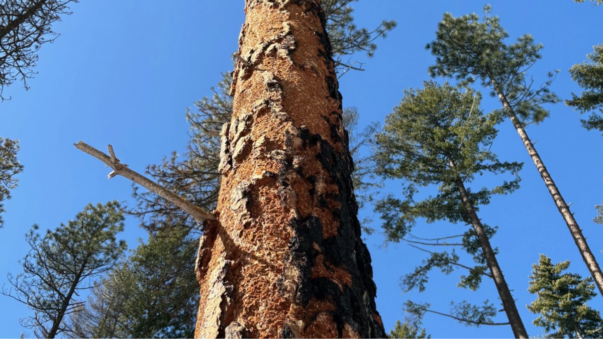 Pinebeetle NEWS