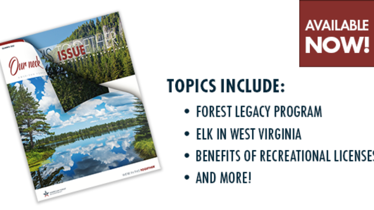 Summernewsletter NEWS