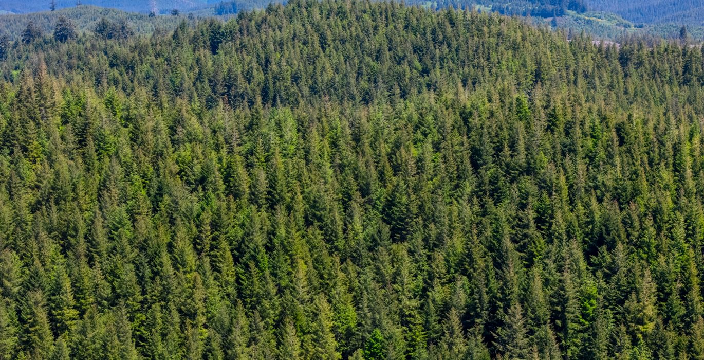 Newport Trees 10