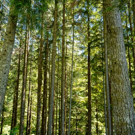 SOLD-North Tolt Tree Farm
