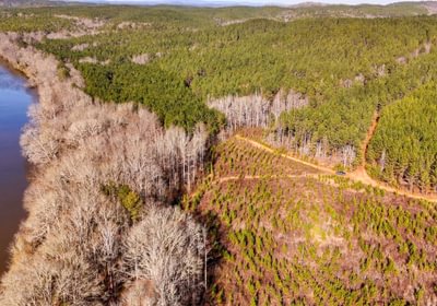 AFM Tallapoosa Timberlands Photo 11 1