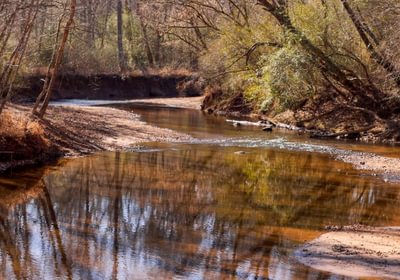 AFM Tallapoosa Timberlands Photo 12 1