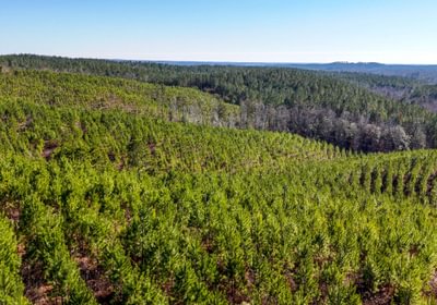 AFM Tallapoosa Timberlands Photo 25 1