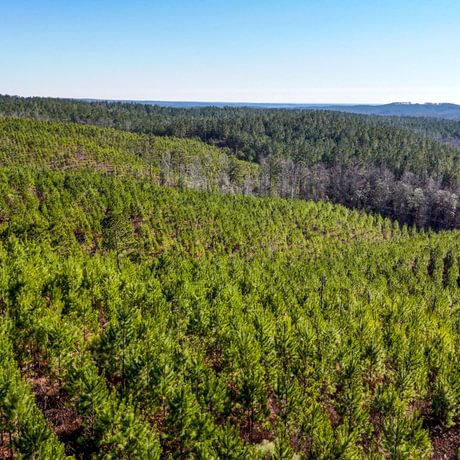 Tallapoosa Timberlands