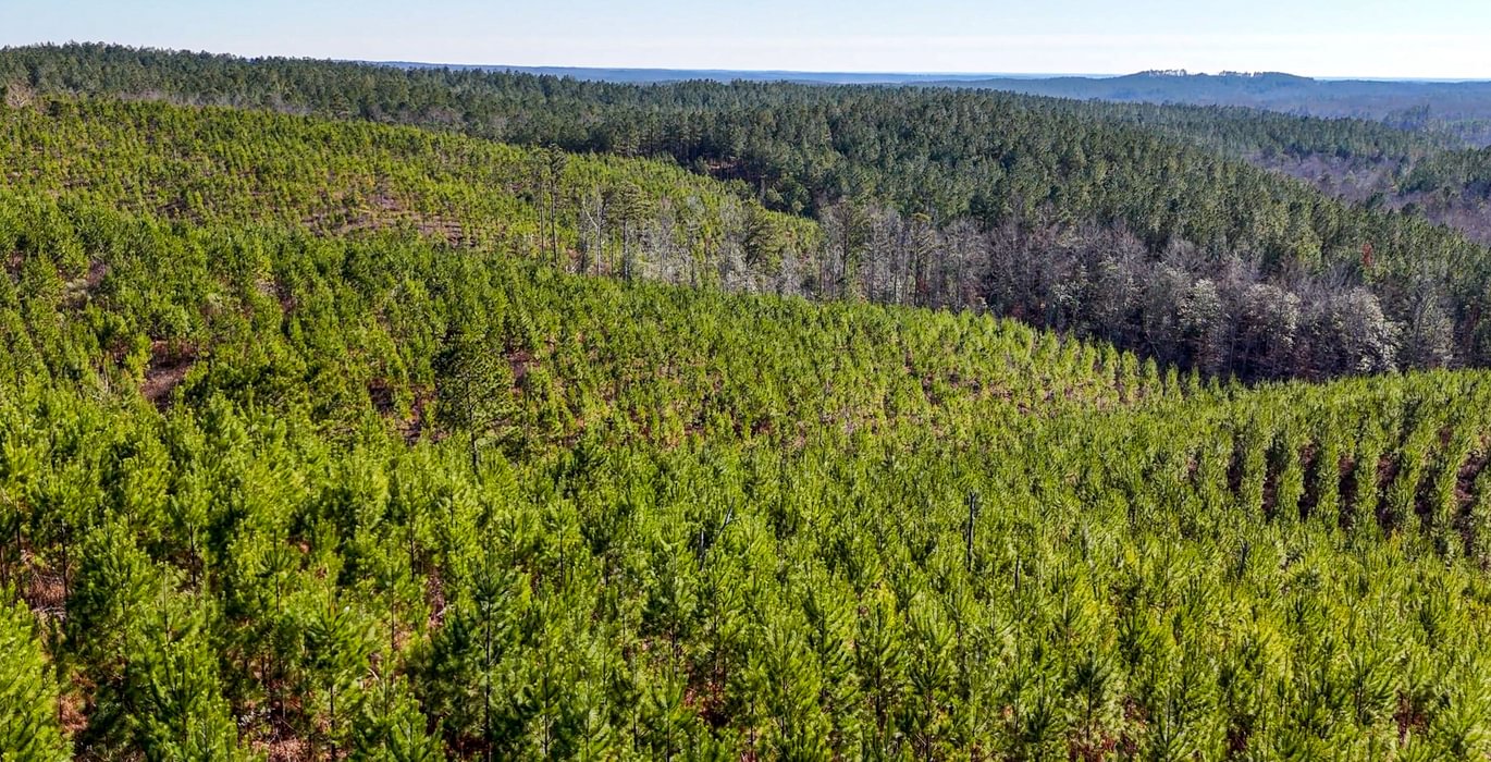 AFM Tallapoosa Timberlands Photo 25 1